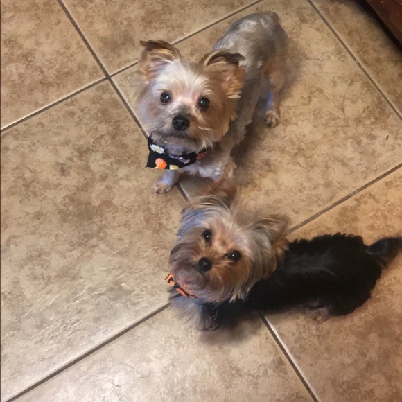 Meet your Posher, Melissa - Picture 3 of 5